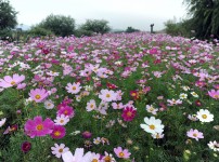  width: 100%; height : 150px